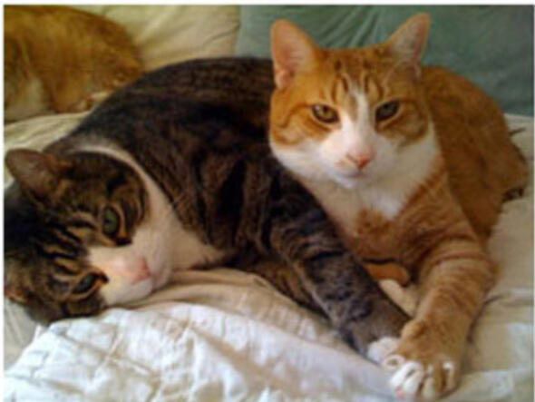 "Since we are from the same household, we can stay together in a spacious place that is just for cats."