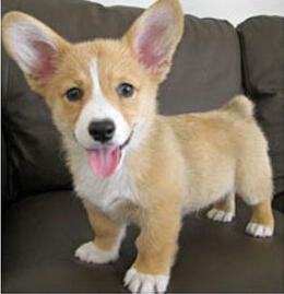 "I love playing with the other dogs at Bundocks and their special chicken and vegetable mixture is oh so tasty!"